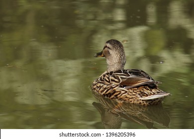 Ducks On The Coventry Canal.