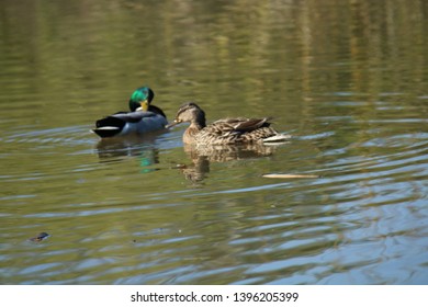 Ducks On The Coventry Canal.