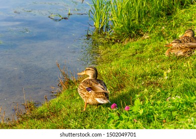 Ducks On The Grass Near The Lake.