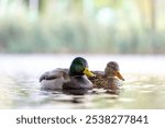 ducks on the lake 2024