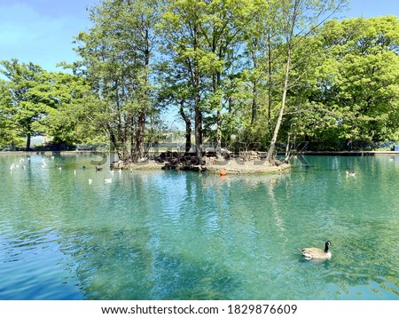 Ducks on the lake in Lister Park, on a hot summers day in, Bradford, Yorkshire, UK