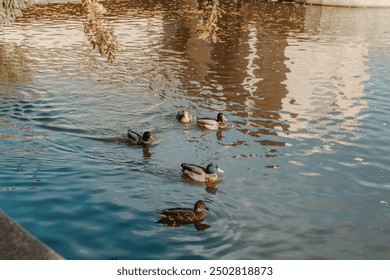 Ducks on the lake in the park. Park in the fall. Autumn trees. Wild ducks are reflected in the lake. Multi-colored bird feathers. A pond with wild ducks and drakes. A duck lake full of beautiful ducks - Powered by Shutterstock