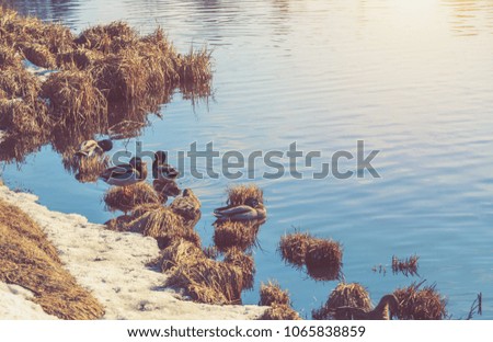 Similar – duck on ice… Winter Ice