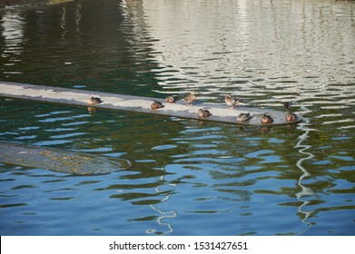 Ducks On The Manzanares River As It Passes Through The Madrid Río Park. Spain