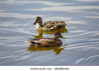 Ducks On Merrimack River Lowell MA