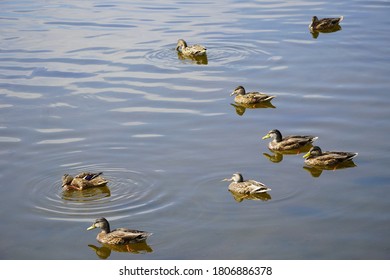 Ducks On Merrimack River Lowell MA