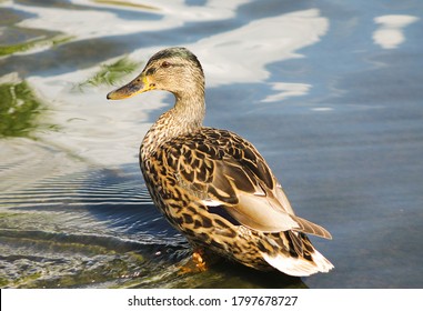 Ducks on the pond in the park. Wild ducks are reflected in the lake. Multi-colored feathers of birds. A pond with ducks and drakes. Duck feed on the surface of the water. Ducks eat food in the water