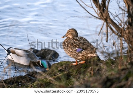 ducks on the river bank, sunlit ducks, Anatinae