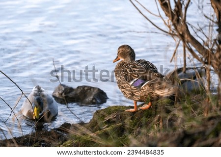 ducks on the river bank, sunlit ducks, Anatinae
