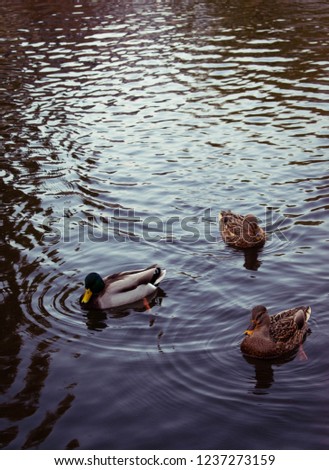 Similar – Image, Stock Photo THE UNLOVED CHILDREN OF PHOTOCASE.DE