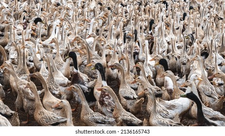 2,101 Vietnam duck Images, Stock Photos & Vectors | Shutterstock