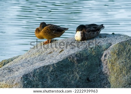 Ducks pair sleeping in a big rock at lake