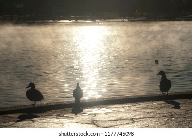 Ducks at the park