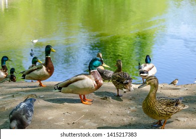 Ducks And Pigeons In The Kharitonovsky Park Of Yekaterinburg In The Spring