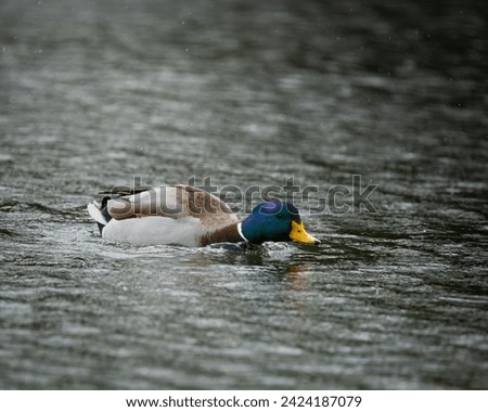 Similar – Image, Stock Photo duck Environment Nature
