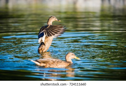 Ducks in pond