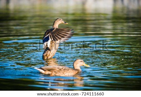 Ducks in pond