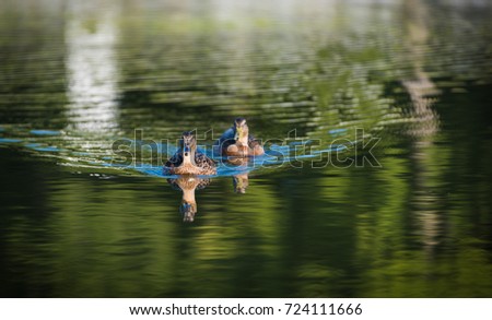 Ducks in pond
