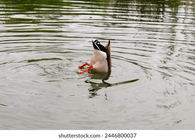 ducks in the pond, duck in the park	
 - Powered by Shutterstock