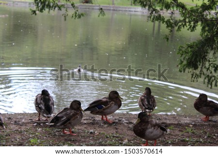 Ducks at a Pond in Roslyn NY