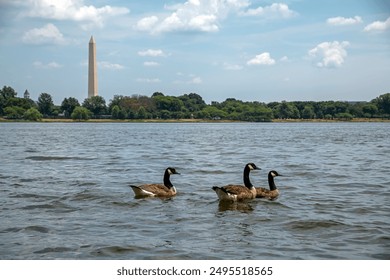 Ducks in the Potomac river with Washington Monument silhouette and green trees under blue sky in background. Washington DC USA. The main subject is the birds in the foreground in focus - Powered by Shutterstock