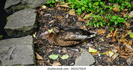 Ducks At Reddish Vale Country Park