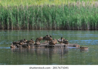 Ducks rest on floating log in calm pond. Reeds form dense green background. Water reflects subtle sunlight. Birds appear relaxed, natural gathering. Scene captures peaceful wetland moment