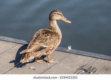 Ducks resting on a dock during a sunny day by the lake, showcasing their colorful plumage and calm demeanor in nature - Powered by Shutterstock