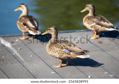 Ducks resting on a dock during a sunny day by the lake, showcasing their colorful plumage and calm demeanor in nature
