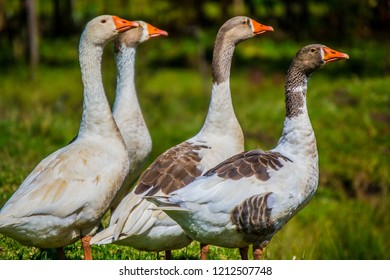 Ducks in a row 