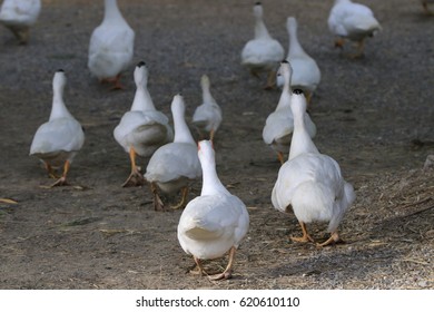 Ducks In A Row