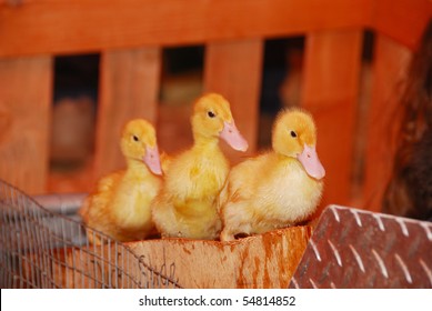 Ducks In A Row At The Coos County Fair In Myrtle Point Oregon