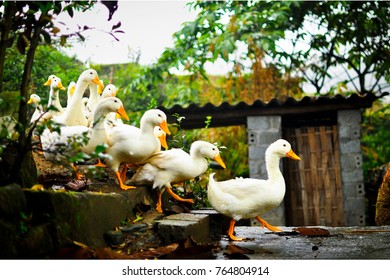 Ducks In A Row Leading The Pack Yellow Beak