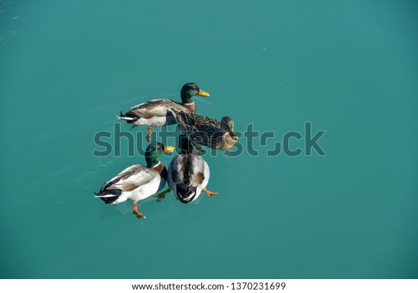 Ducks in the sea\
swimming