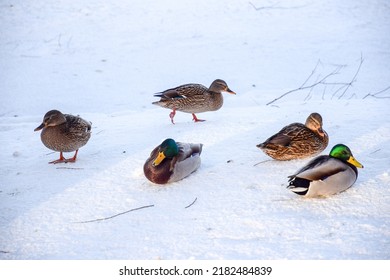 Ducks in the snow during wintering. Ducks in winter. Ducks on snow. Winter ducks on snow