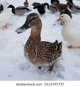 ducks snow winter nature frozen  - Powered by Shutterstock