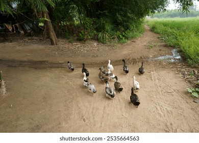 Ducks are strolling along the muddy village roads - Powered by Shutterstock