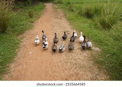 Ducks are strolling along the muddy village roads - Powered by Shutterstock