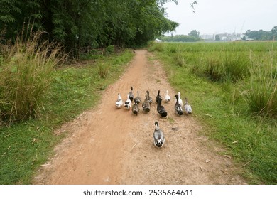 Ducks are strolling along the muddy village roads - Powered by Shutterstock