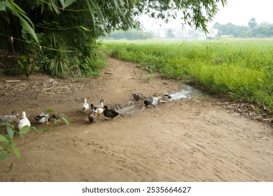 Ducks are strolling along the muddy village roads - Powered by Shutterstock