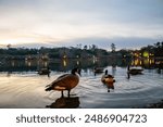 Ducks at sunrise on Lake Ella