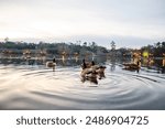 Ducks at sunrise on Lake Ella