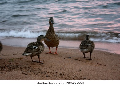 Ducks At Sunset On Apostle Islands In Lake Superior In Northern Wisconsin 