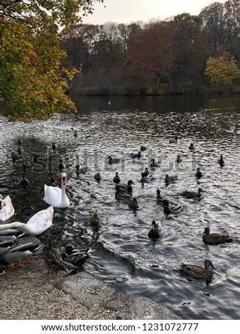 Ducks and Swans, Avalon Park, Fall
