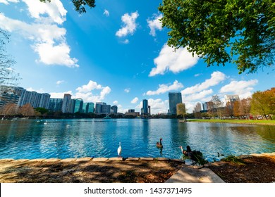 Ducks And Swans In Lake Eola Park In Orlando, USA