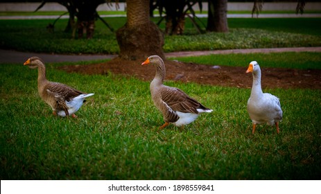 Ducks And Swans Near Lake Eola, In Orlando