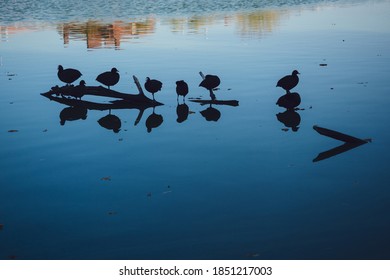 Ducks Swim In The City Pond. Reflection Of The City In The Water And The Silhouette Of Ducks. Urban Fauna.