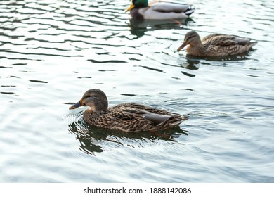 Ducks Swim In A Pond. Anatinae Dabbling Ducks With Beautiful Plumage. 