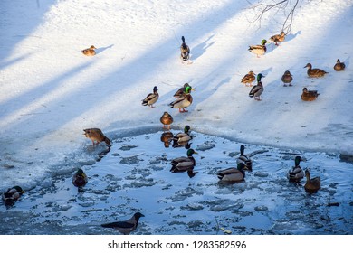 Ducks swim in winter ice water. Ducks in winter river. Winter ducks snow