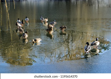 Ducks Are Swiming In The Lake At Winter
